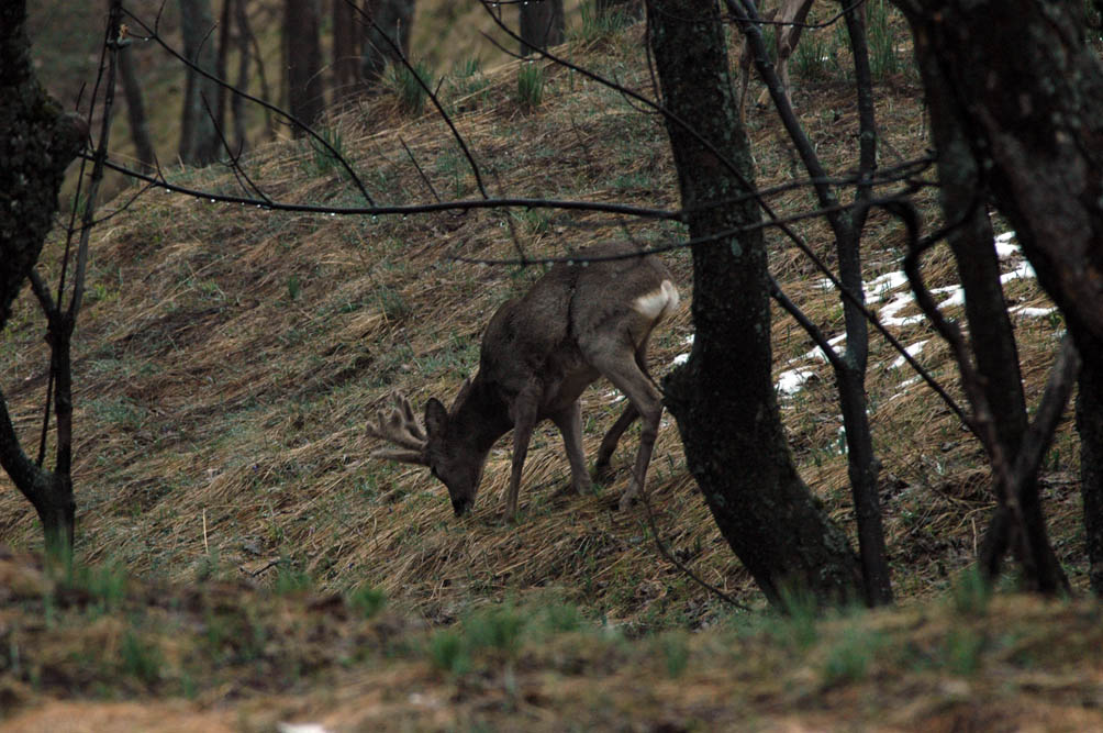 Il Capriolo